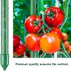 imageFEED GARDEN Garden Stakes 24 Inch 2ft 25 PackSturdy Plant Metal Sticks SupportPlastic Coated Plant StakesTomato StakesBeansTrees40