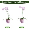 image:imageFEED GARDEN 36 Inch 12 Pack Plant Support Stakes Metal Garden Flower Stakes and Supports for Outdoor Plants Plant Stem Support with 24 Twist Ties for Amaryllis Lily Rose Peony Tomatoes Gladiolus20